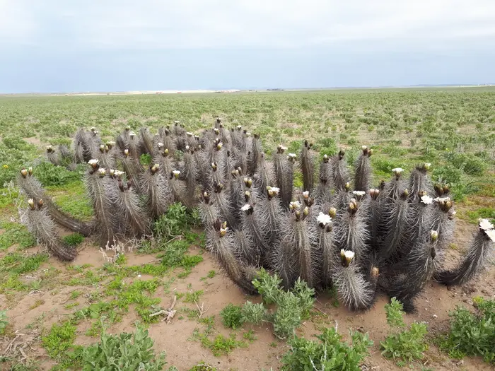 Flora nativa - Cactus del Norte de Chile